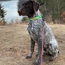 If you are buying a cross bred gsp, then make sure that the breeder has relevant health tests carried out not just for the german shorthaired pointer parent but for the other. Testimonials Back Forty German Shorthaired Pointers