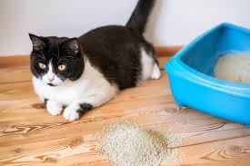 how to stop cat litter tracking at home