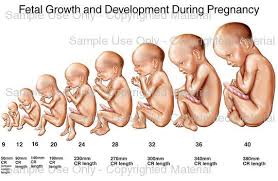 Pin On Fetal Development
