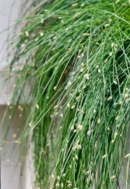 Maybe you would like to learn more about one of these? Best Ornamental Grasses For Midwest Gardens Midwest Living