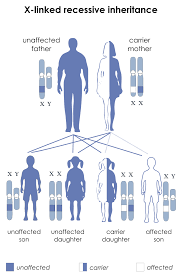 A recessive trait is expressed only in homozygous state in diploids as its effect is masked by presence of dominant allele in the heterozygous condition. Sex Linked Traits Definition Examples Expii