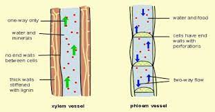 xylem function and formation in plants
