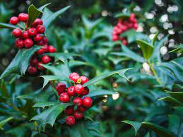 Growing Holly Bushes: How To Grow And Care Of Holly Bushes