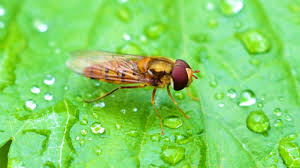We did not find results for: Hoverfly Control How To Get Rid Of Hoverflies Pest Samurai