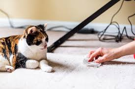 how to clean cat out of a rug