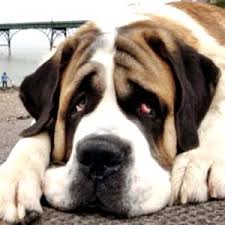 We did not find results for: Is Your Dog Depressed Depression In Dogs Chelsea Dogs Blog