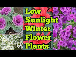 low sunlight winter flower plants you