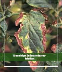 We did not find results for: Best Way To Get Rid Of Brown Edges On Tomato Leaves