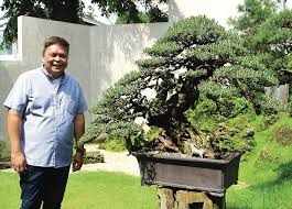 Proper Maintenance And Care For Bonsai