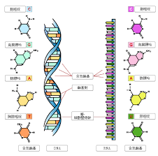 「DNA」的圖片搜尋結果