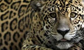 Sep 22, 2017 · jaguars are carnivores, which means they eat only meat. Guyana Pledges To Protect Jaguars Endangered Species The Guardian