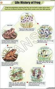 Life History Of Frog For Zoology Chart