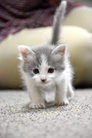 Search our free cat classifieds ads by owner. Kitten For Adoption The Y Guide