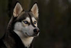 20 siberian husky 4k wallpapers