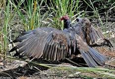 what-time-of-year-do-turkey-vultures-nest