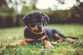 male female rottweiler weights