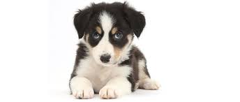 The demand for my wreaths has become so overwhelming that i have decided to offer my wreaths year round starting in 2011. Why Do We Find Puppies So Cute Bbc Science Focus Magazine