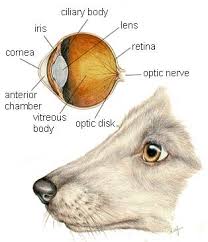 overview of dog eye infection causes