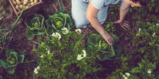 Plant In Your Vegetable Garden