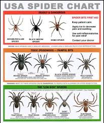 Spider Identification Chart Indiana Prosvsgijoes Org