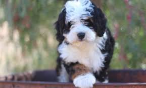 Maybe you would like to learn more about one of these? Bernedoodle Puppy For Sale Adoption Rescue For Sale In San Diego California Classified Americanlisted Com