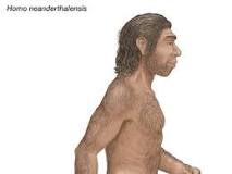 Image result for What ice age were Neanderthals alive