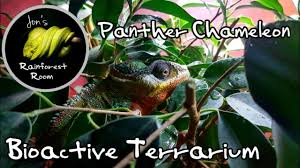 panther chameleon bioactive terrarium