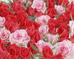 flowers flowers red roses for your