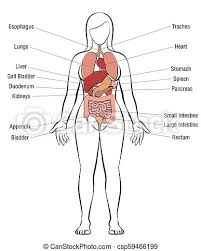 Ovaries, uterine tubes, and uterus. Internal Organs Female Body Names Internal Organs Female Body Schematic Human Anatomy Illustration Isolated Vector On Canstock