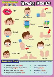 List of verbs of body movement with esl pictures! Bingobongo Classroom Poster Body Parts Bingobongo