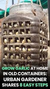 Grow Garlic At Home In Containers 8