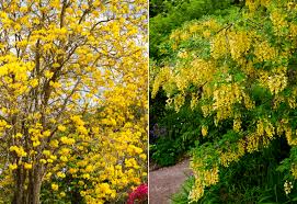 12 Magnificent Yellow Flowering Trees