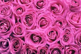 roses pink background wallpaper