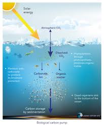 a carbon sink  ocean & climate platform