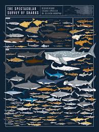 This Wall Chart Shows Almost 130 Species Of Shark All Drawn
