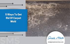 5 ways to get rid of carpet mold