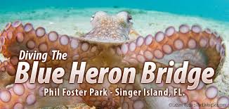 Dive Blue Heron Bridge Phil Foster Park Pura Vida Divers