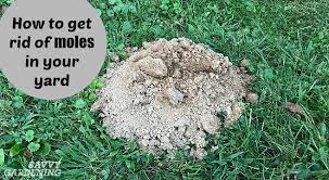 get rid of moles in your yard and garden