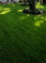 Science plus service makes trugreen the leader in professional lawn care service. Central Ohio Lawn Fertilization Programs