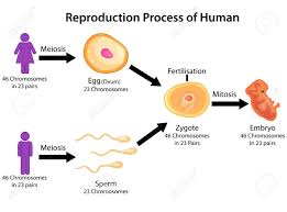 Education Chart Of Biology For Reproduction Process Of Human