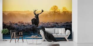 Stag Wallpaper Deer Wallpaper