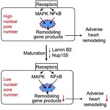 changes in nuclear pore numbers control