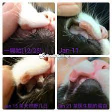 holistic help for rodent ulcers in cats