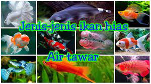 Untuk itu berikut ini adalah nama nama ikan hias air tawar dan gambarnya agar kita tidak. Jenis Jenis Ikan Hias Air Tawar Di Indonesia 10 Jenis Ikan Hias Air Tawar Youtube
