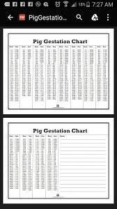 Pig Gestation Chart Pig Breeds Pig Feed Pig Farming