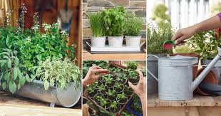 12 Essential Container Herb Garden Tips