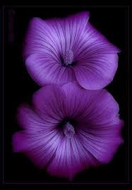 Purple Flowers Nicetalk App