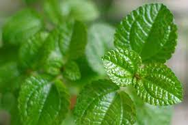 Ideally both have their own set of benefits that question is kind of like asking, what is the difference between apple, red delicious and macintosh, where mint is the apple and peppermint. Apple Mint Vs Peppermint Spiceography Showdown Spiceography