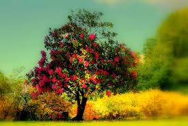 beautiful trees wallpapers flash s