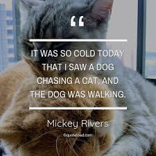 Yarn is the best search for video clips by quote. It Was So Cold Today That I Saw A Dog Mickey Rivers About Pet